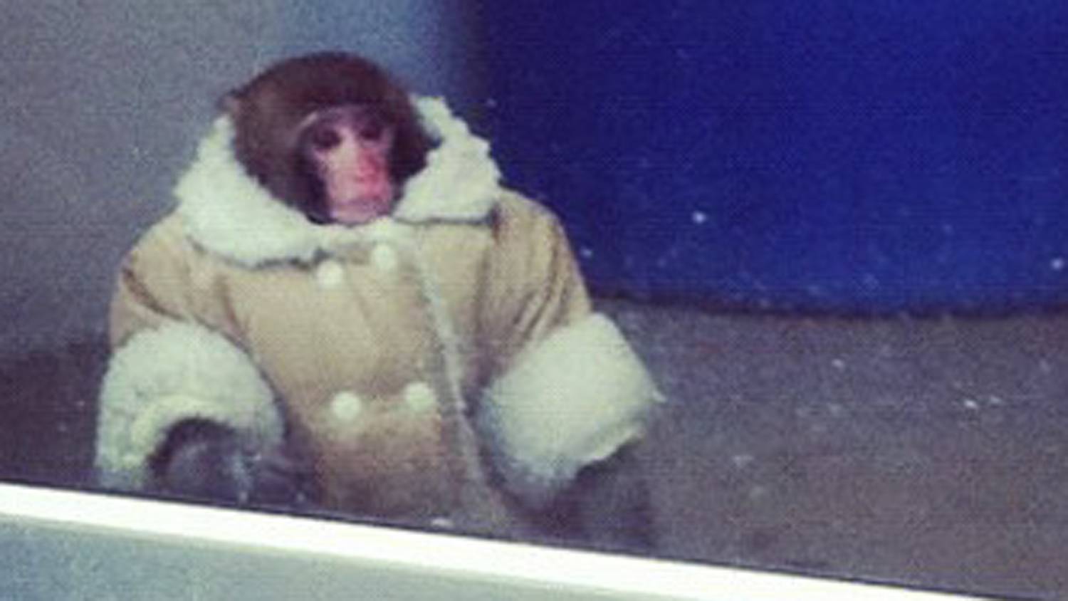 IKEA monkey in a winter coat, Tom Stratford's avatar